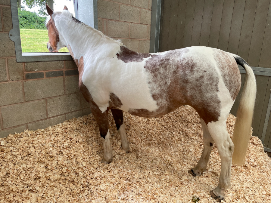 Matilda no longer box walks after a simple routine change