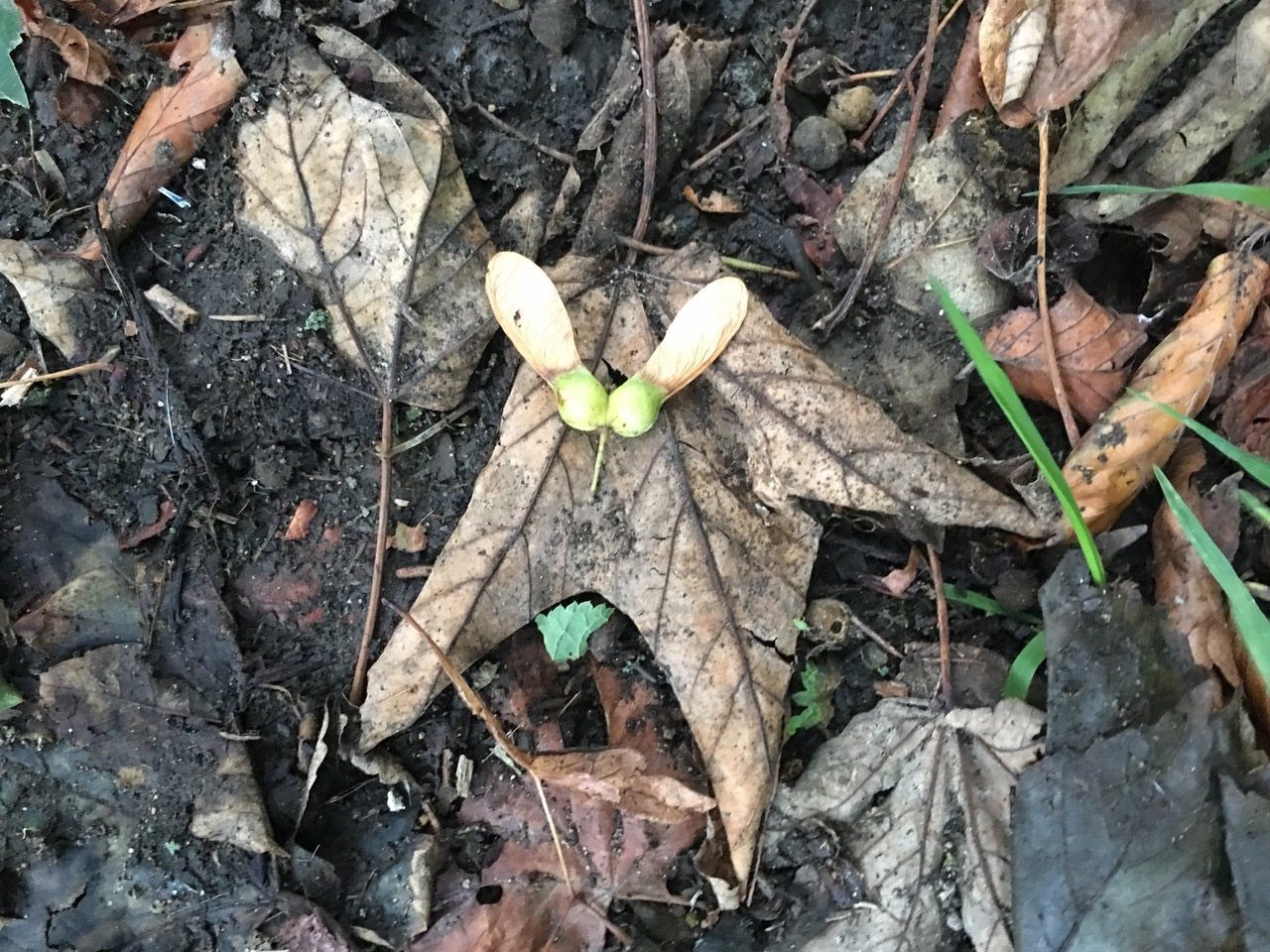 BEVA warns horse owners about seasonal dangers of sycamore trees Your