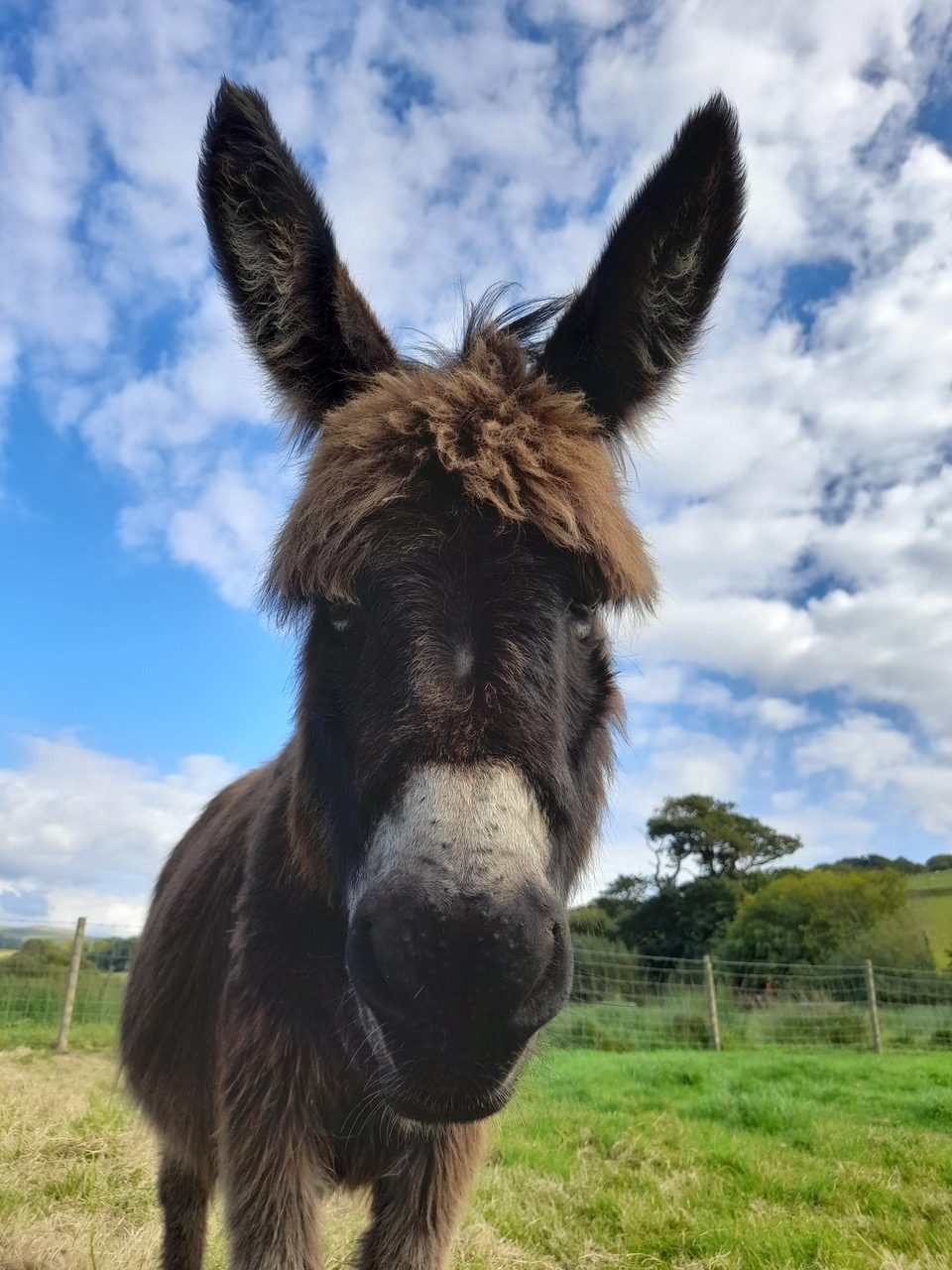 'Magnificent' miniature donkey image wins equine photography