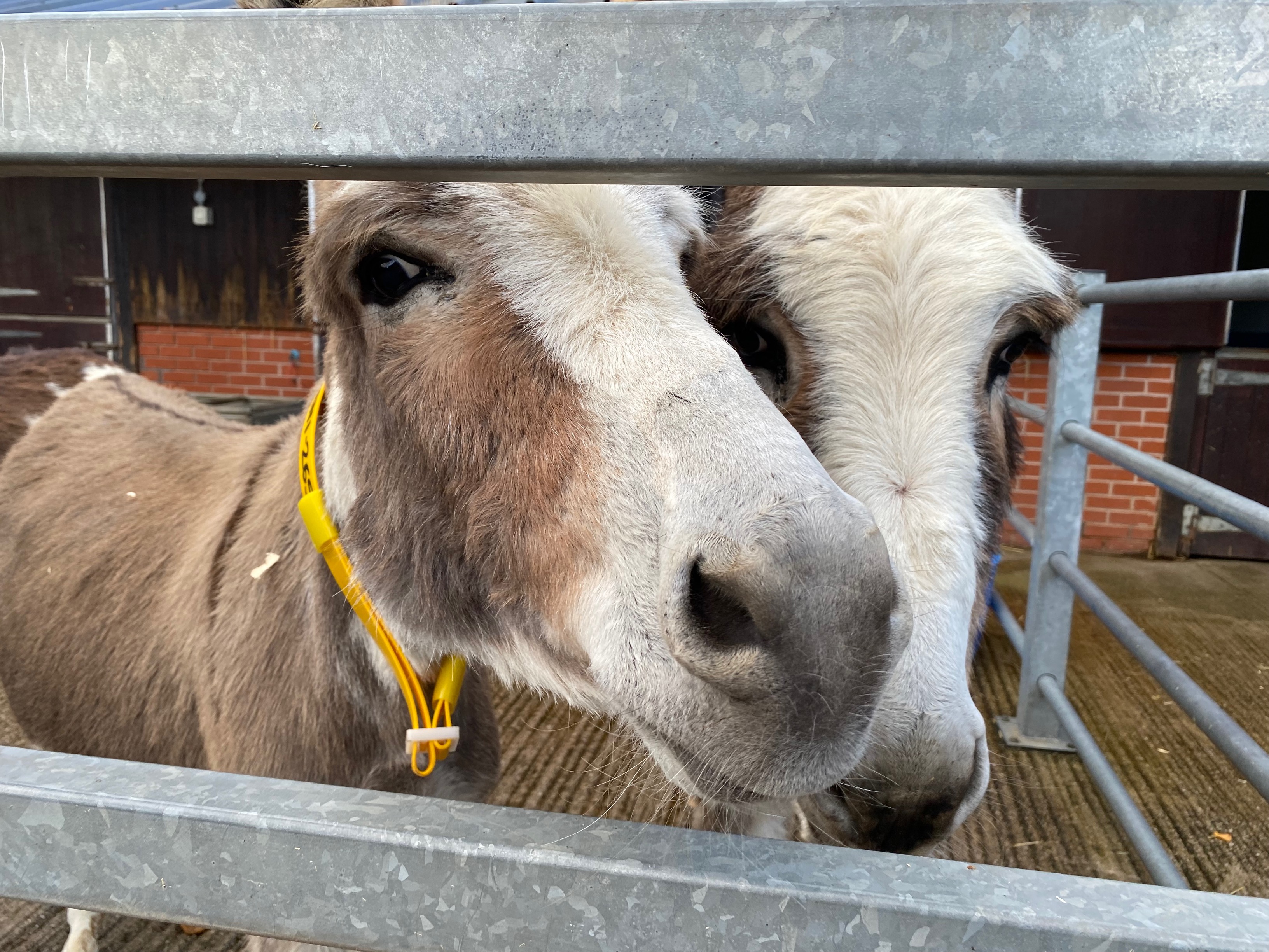 Rescued Donkeys To Help Vulnerable Members Of The Community Your Horse rescued-donkeys-to-help-vulnerable-members-of-the-community-your-horse