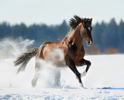 equine behaviour dissertation ideas Choose a horse advent calendar to open in the build up to Christmas this year