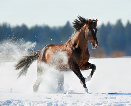 Choose a horse advent calendar to open in the build up to Christmas this year