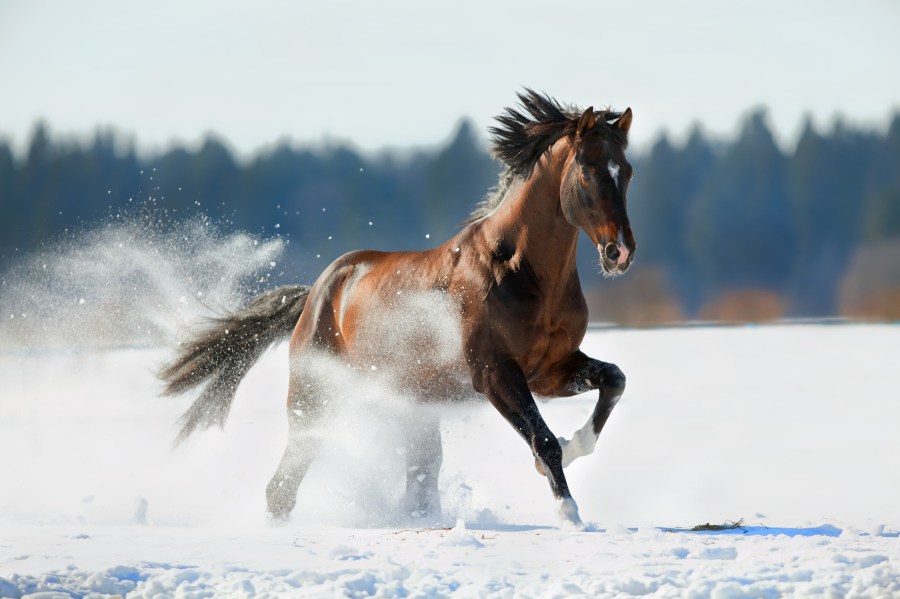 Choose a horse advent calendar to open in the build up to Christmas this year