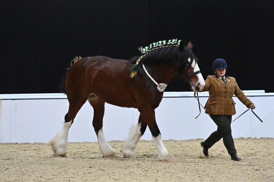 Milnerfield Lady Isabelle Native and trad winner