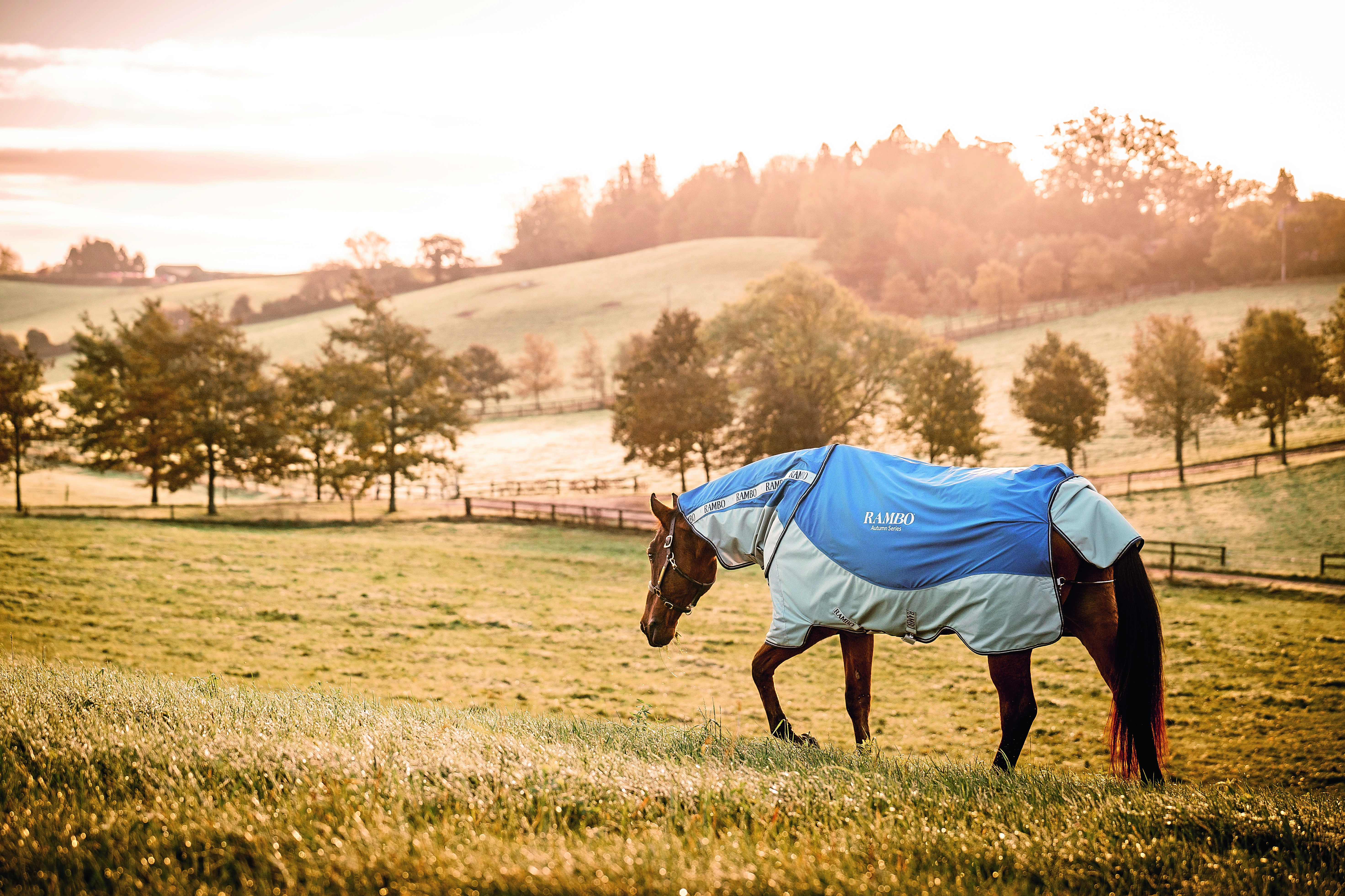 Horse sales turnout blankets