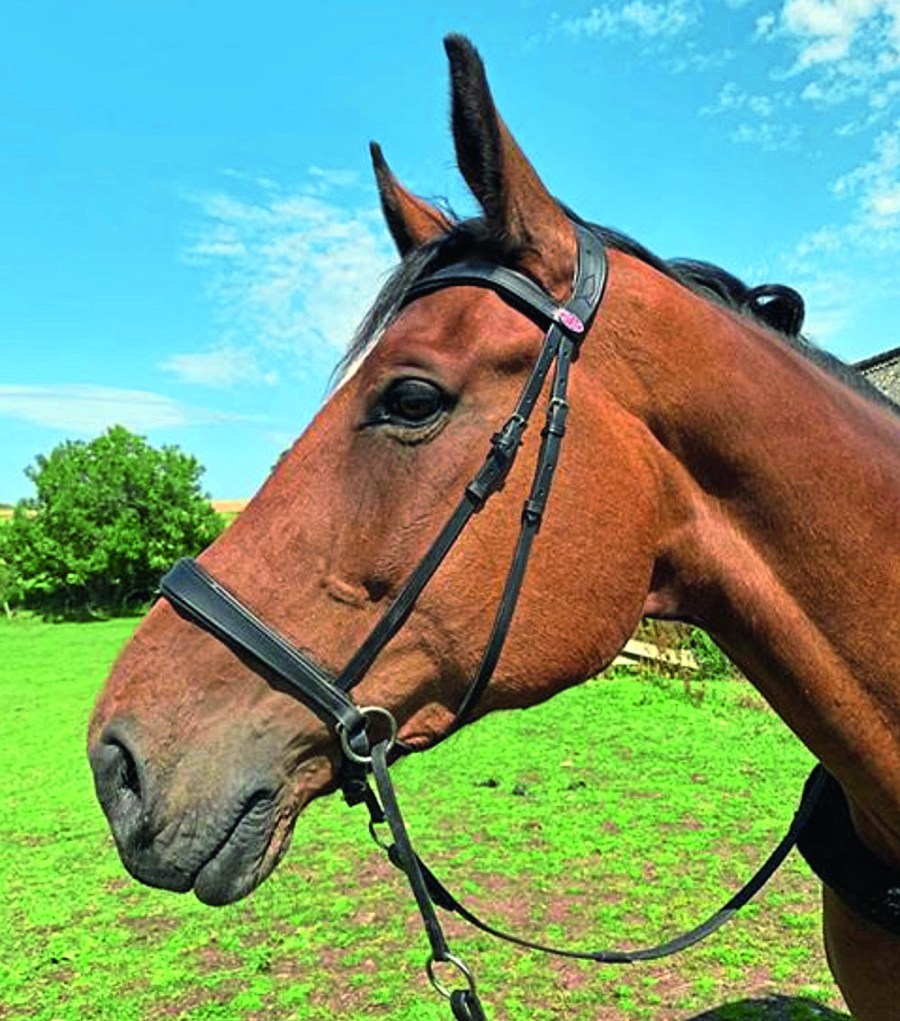 Easy Trek Anatomical Bitless Bridle