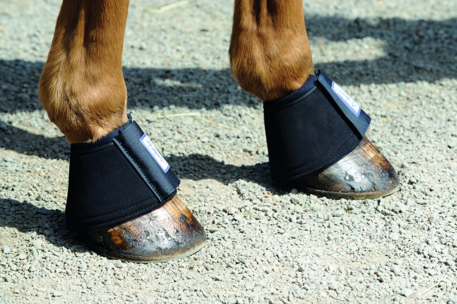 Pictured is a horse wearing Velcro over-reach boots
