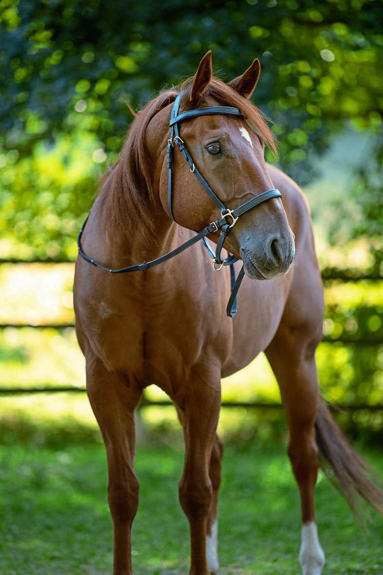 Twin Oaks Trekking Bridle Nevada