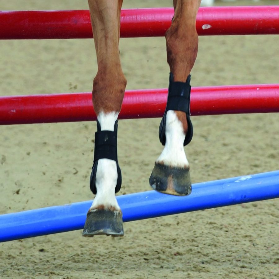 Pictured are front legs with open-fronted tendon boots on