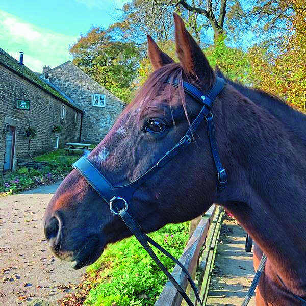 Practical Horse Company Bitless Bridle