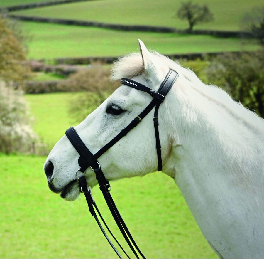 Transcend Bitless Bridle