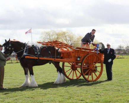 shire horse society national show