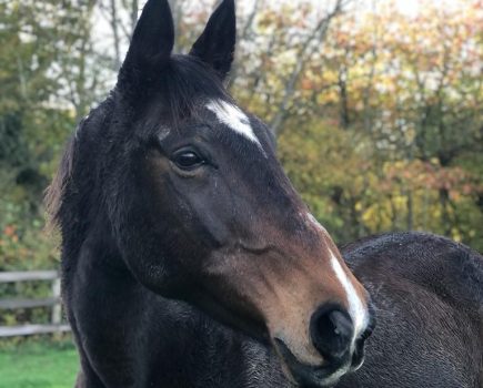 Abigale Horse Trust