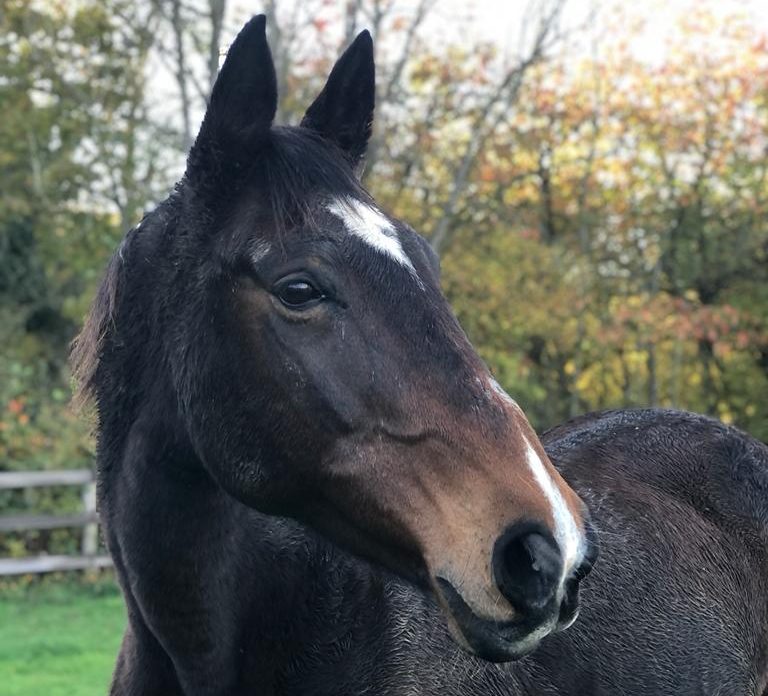 Abigale Horse Trust