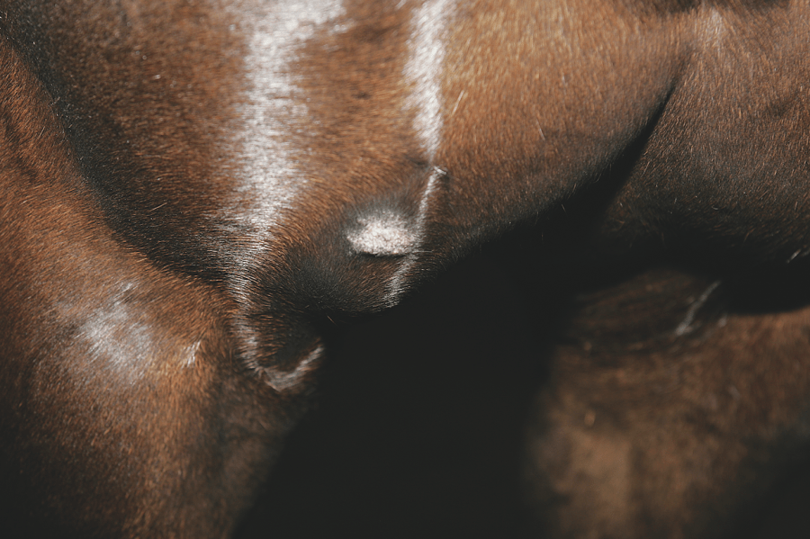 Pictured is a verrucose sarcoid on a horse's chest