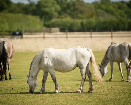 The risk of laminitis is affected by a number of factors, some that can be controlled and others that can't