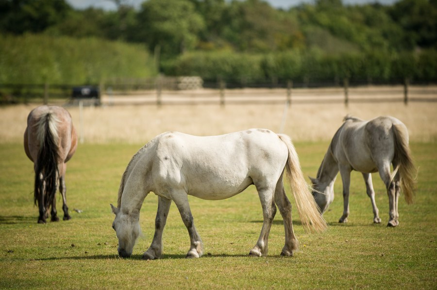 The risk of laminitis is affected by a number of factors, some that can be controlled and others that can't