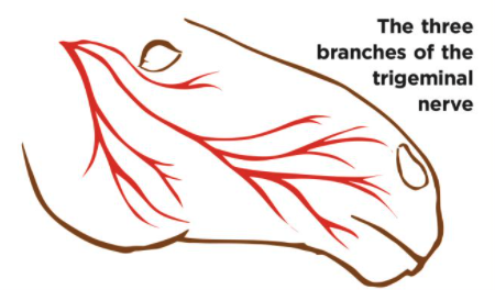 Pictured is a diagram showing the three branches of the trigeminal nerve in a horse's head. Pain felt here can cause head shaking in horses