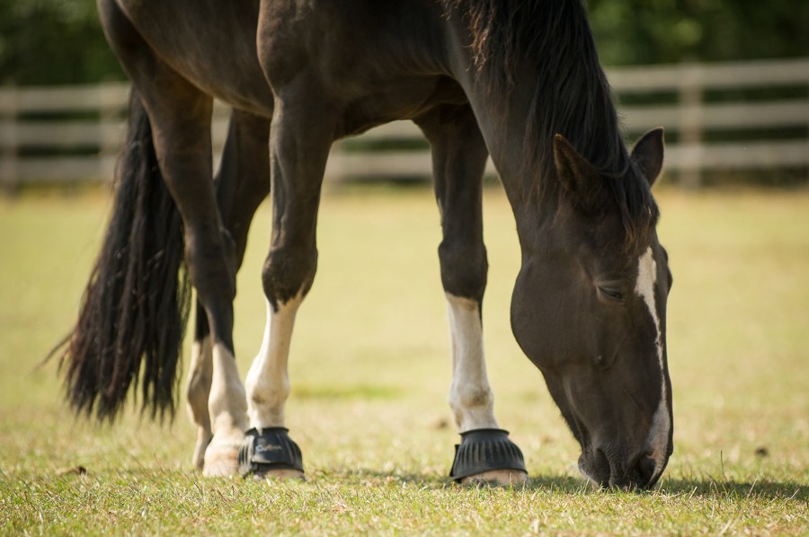As they are hind gut fermenters, a horse's digestive system is very different to a person's