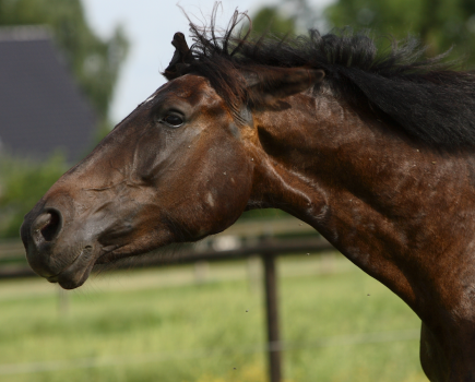 Pictured is a horse head shaking. There are many triggers for this behaviour in horses
