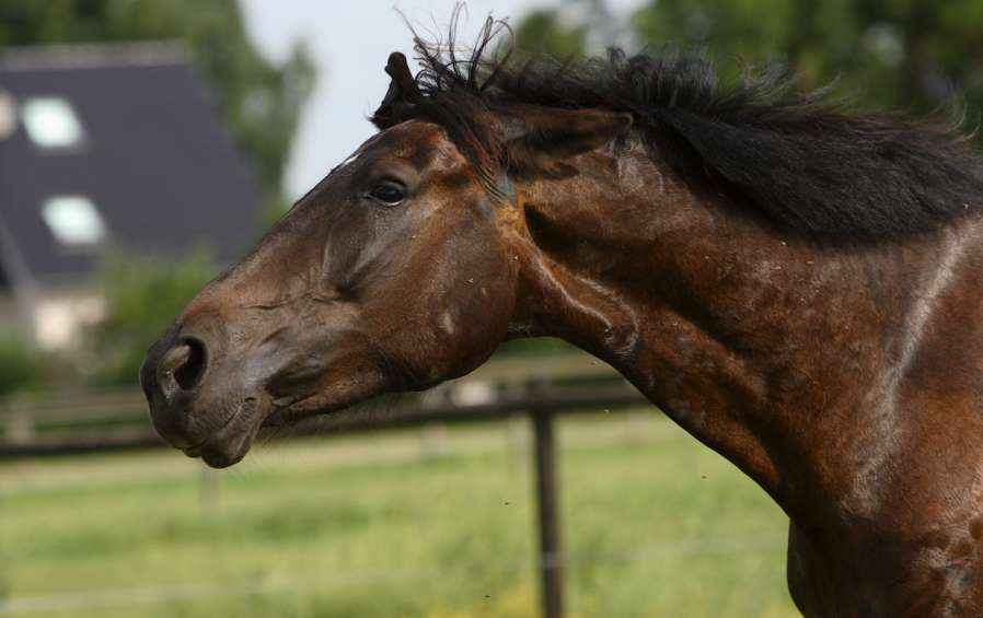 Pictured is a horse head shaking. There are many triggers for this behaviour in horses