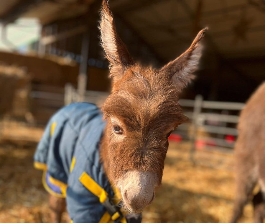 Donkey Fat Xxx Xxx - Finding Moon: 'Creditable sighting' of stolen donkey foal - Your Horse