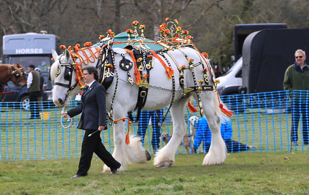 Heavy horses to join retired racehorses at public event Your Horse