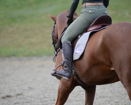 Pictured is a horse being schooled; hollowing in transitions is a common issue that will cost vital marks in a dressage test