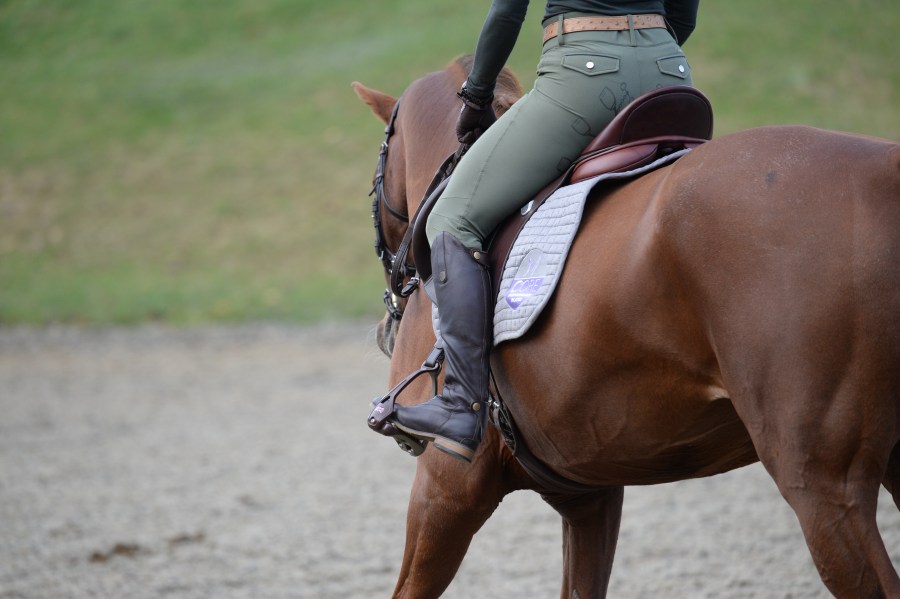 Pictured is a horse being schooled; hollowing in transitions is a common issue that will cost vital marks in a dressage test