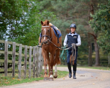 Long-reining a horse out hacking