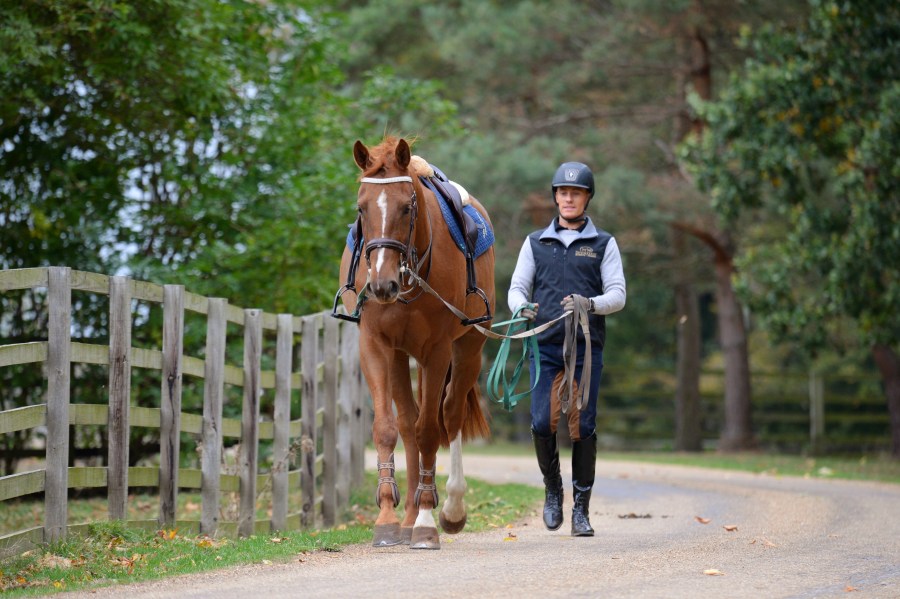 Long-reining a horse out hacking