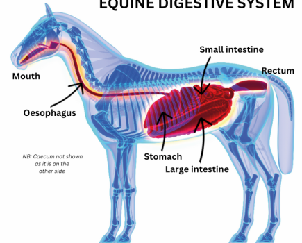 Pictured is a labelled diagram of a horse's digestive system
