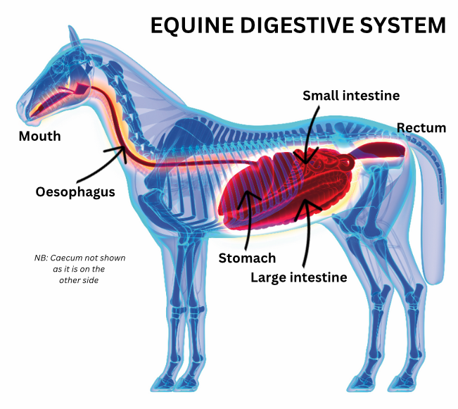The diagram explains a horse's digestive system 