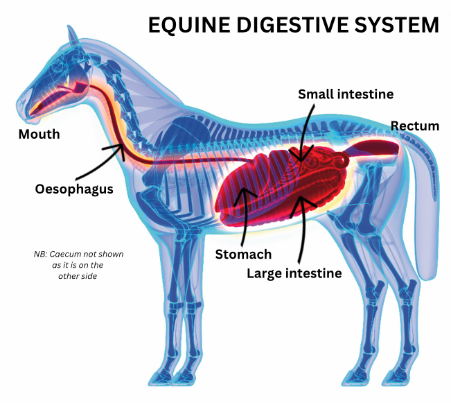 Pictured is a labelled diagram of a horse's digestive system
