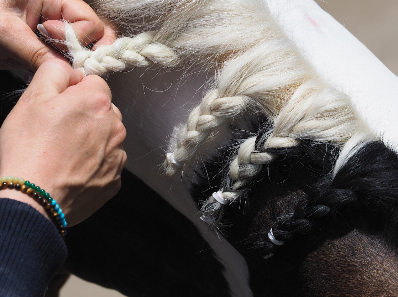 Stepbystep guide to plaiting a horse