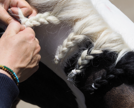 Pictured is a close up a pair of hands plaiting a coloured horse's mane