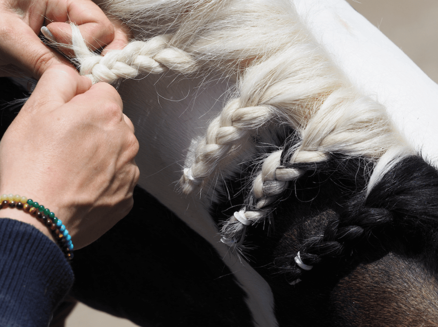 Pictured is a close up a pair of hands plaiting a coloured horse's mane