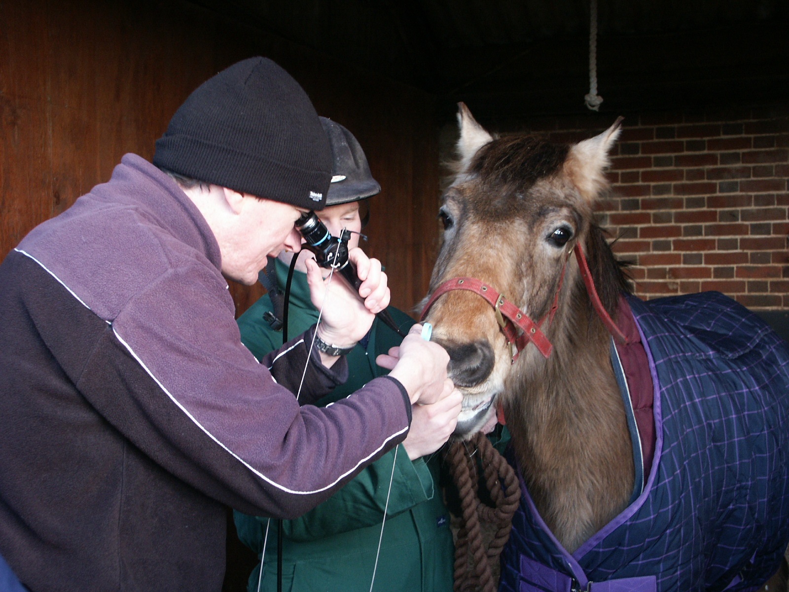 New scheme launched to help with complex strangles cases Your Horse