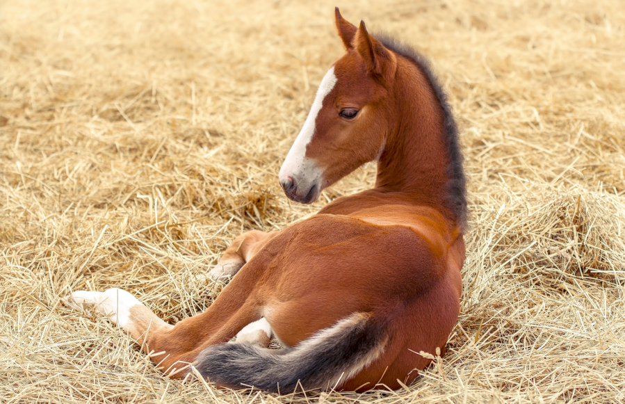 A foal lies on a thick straw bedding — a popular type of bedding for all ages of equines