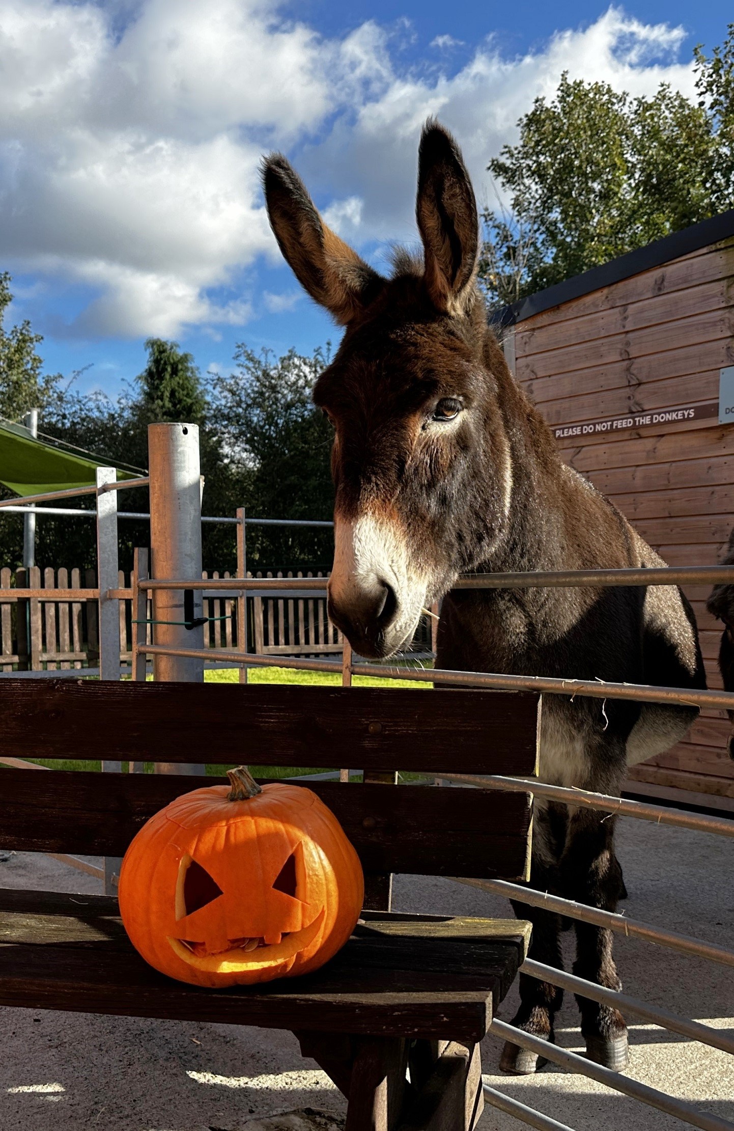 Rescue donkeys enjoy pumpkin enrichment treats as sanctuary gets spooky