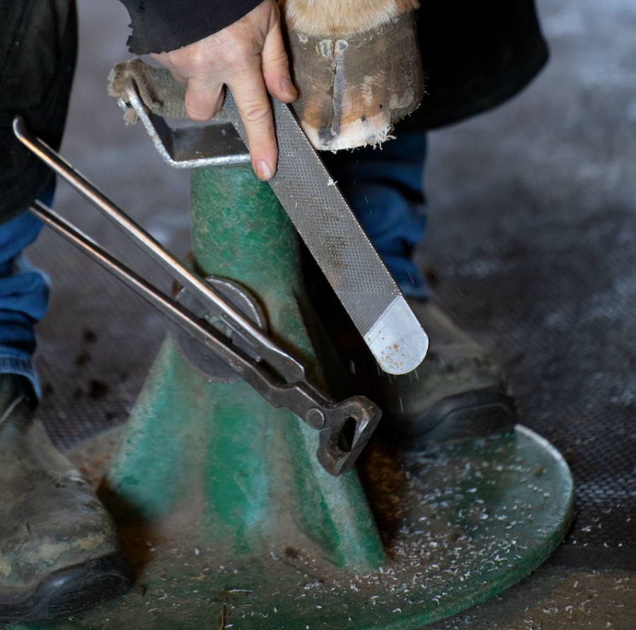 A horse's hoof is rasped by a farrier