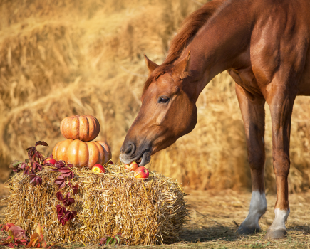 Horses can eat pumpkins