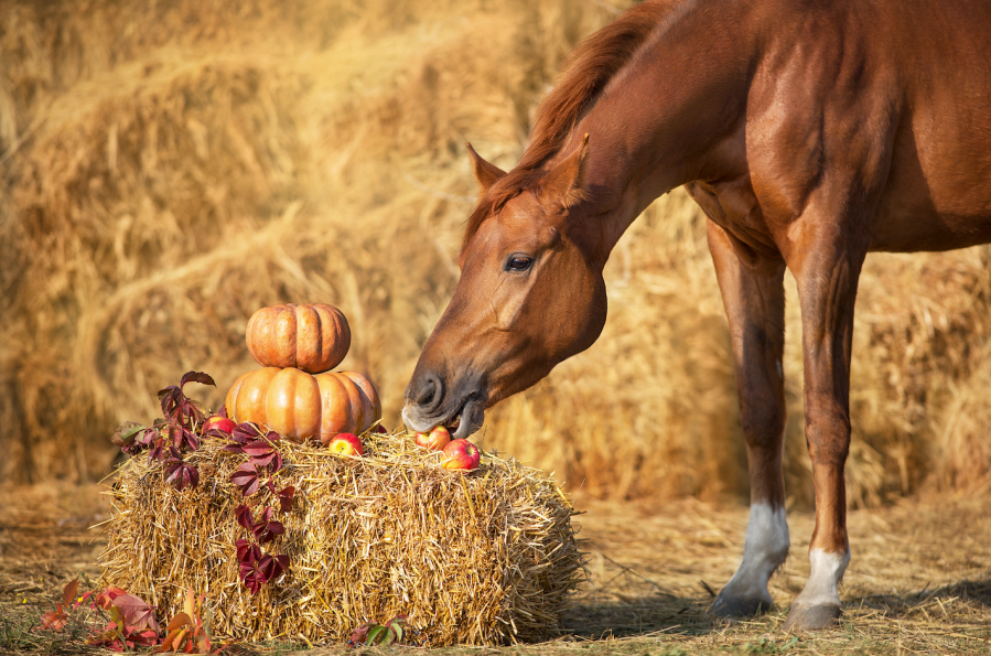 Horses can eat pumpkins