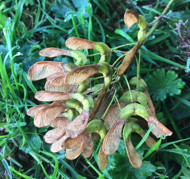 Pictured are Sycamore seedlings from a Sycamore tree, which could cause atypical myopathy if eaten by a horse