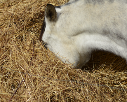 Pictured is a horse eating hay from the middle of a round bale