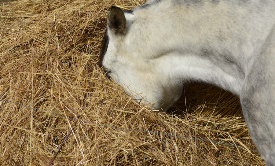 Pictured is a horse eating hay from the middle of a round bale
