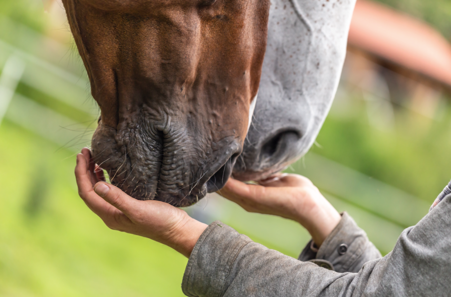 Pictured are the hands of a horse rider with a grey horse's mouth eating from one and a bay horse's hands eating from the other; understanding the golden feeding rules are vital for horse health