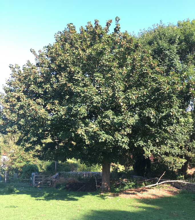 Pictured is a sycamore tree, which can cause atypical myopathy in horses if they eat toxic seeds or seedlings from the tree