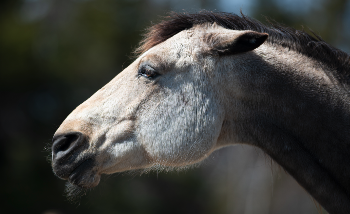 What do a horse's ear positions mean? Your Horse