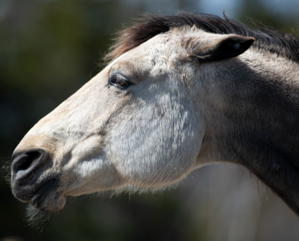 Pictured is a horse with their ears pinned flat back looking angry; there is a real risk of them biting